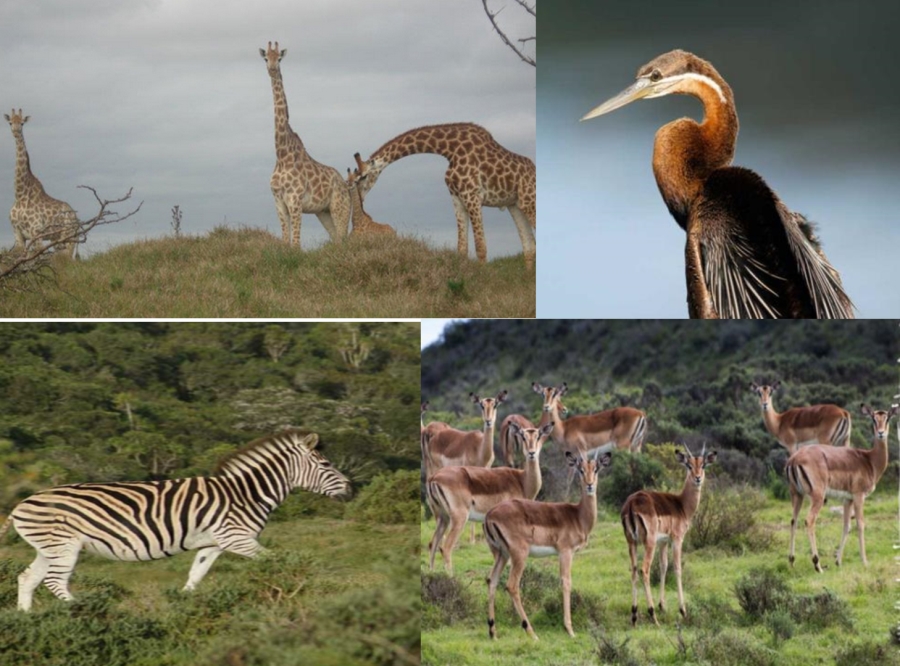 0 Bedroom Property for Sale in Riverview Water Front Estate Eastern Cape